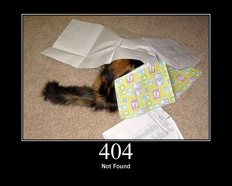 404 Cat Image